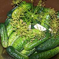 Ogórki małosolne