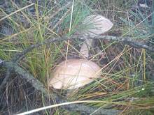 Fot. Wróbelek, Pierogi z grzybami leśnymi