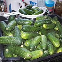 Sałatka z ogórków na zimę :)