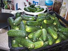 Fot. Agnieszka i Slawek, Sałatka z ogórków na zimę :)