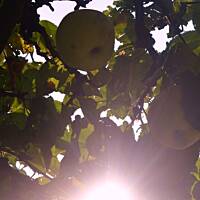 Antonówkowe crumble na żytnim spodzie z kruszonką