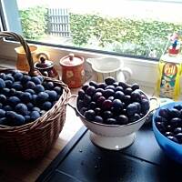 Ciasto ze sliwkami-pflaumenkuchen