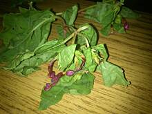 Fot. stokrocia, Jak nazywa się ta roślina?