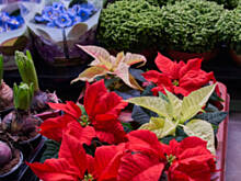 Fot. Wkn, Co zrobić, żeby gwiazda betlejemska nie gubiła liści