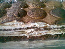 Fot. SŁAWKA, Placek Latte Macchiato