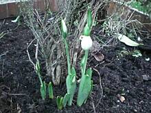 Fot. stokrotka390, spostrzeglam dzisiaj pierwszy....wiosna?