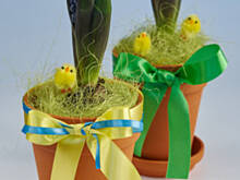 Fot. Wkn, Łatwy stroik hiacyntowy