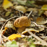 Późnowrześniowy prawdziwek - bardzo urokliwy, dobrze, że miałam aparat :)