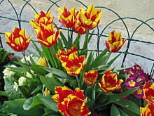 Fot. megi65, Byłam na wsi 