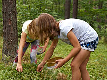 Fot. Wkn, Czy zbieranie jagód może grozić śmiercią...