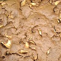 Ciasto kakaowe z jabłkami