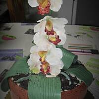 torty , torciki i inne słodkości