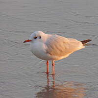 Jesień nad Bałykiem 