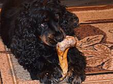 Fot. makusia, Sonia -moja "psica" Kochana