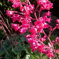 Żurawka (Heuchera) sanquinea