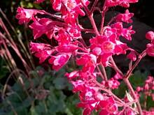 Fot. pwyso, ogrodowo ... cz.2