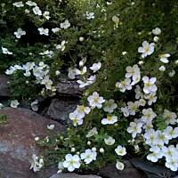 Pięciornik krzewiasty