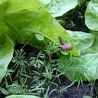 szkodnik na sałacie 