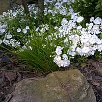 Floks szydlasty - biały