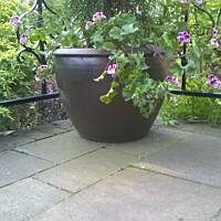 Pelargonia miniaturowa 