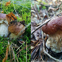 grzyby po kaszubsku...