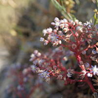 roślinność na Etnie