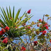 piękna roślinność Sycylii