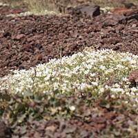 roślinność na Etnie