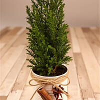 Doniczki-stroiki świąteczne z puszek po groszku i kukurydzy