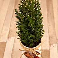 Doniczki-stroiki świąteczne z puszek po groszku i kukurydzy