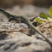 często spotykane jaszczurki