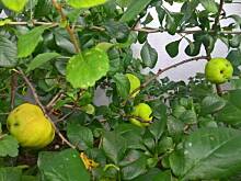 Fot. pwyso, ogrodowo .... cz.4