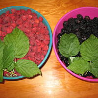 Sok malinowo-jeżynowy