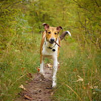 wrzesień 2015 - jesień niedługo rozgości się na dobre na Mordziakowych spacerach :)