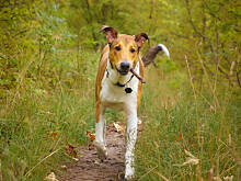 Fot. Wkn, Pan Morelka 2015