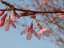 Fot. megi65, Na tropach wiosny 