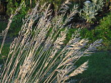 Fot. megi65, Listopad na wsi 