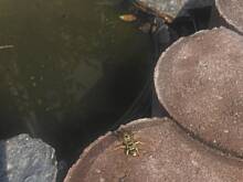 Fot. pwyso, ogrodowo - letnio i upalnie ...