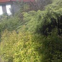 ogrodowo - letnio i upalnie ...