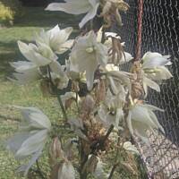 ogrodowo - letnio i upalnie ...