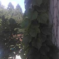 ogrodowo - letnio i upalnie ...