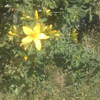 ogrodowo - letnio i upalnie ...