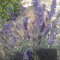 ogrodowo - letnio i upalnie ...