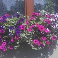 ogrodowo - letnio i upalnie ...