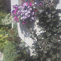 ogrodowo - letnio i upalnie ...