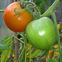 ogrodowo - letnio i upalnie ...