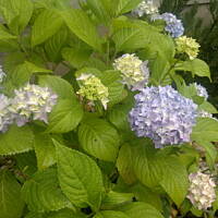 ogrodowo - letnio i upalnie ...