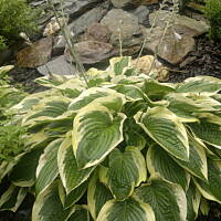 ogrodowo - letnio i upalnie ...