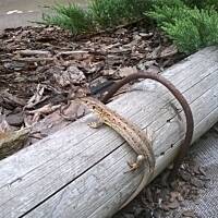 ogrodowo - letnio i upalnie ...