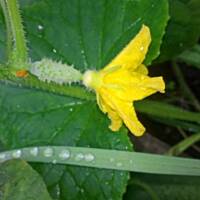 ogrodowo - letnio i upalnie ...